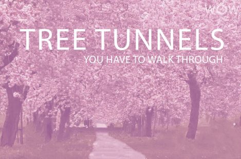 15 Tree Tunnels You Have To Walk Through