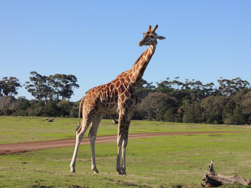 Werribee Open Range Zoo, Melbourne - by yudeLin:Flickr