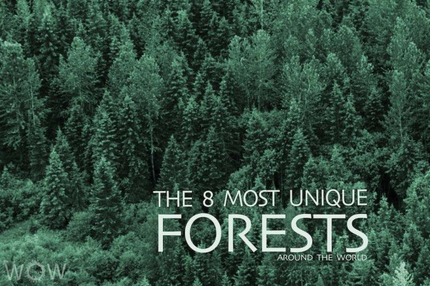 The 8 Most Unique Forests Around The World