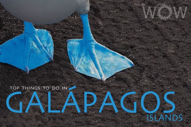 Top 10 Things To Do In Galápagos Islands