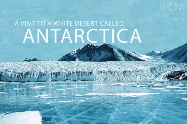 A Visit To A White Desert Called Antartctica