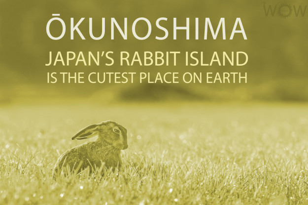 Japan's Rabbit Island Is The Cutest Place On Earth