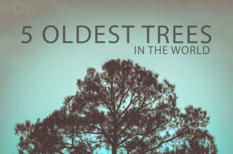 5 Oldest Trees In The World