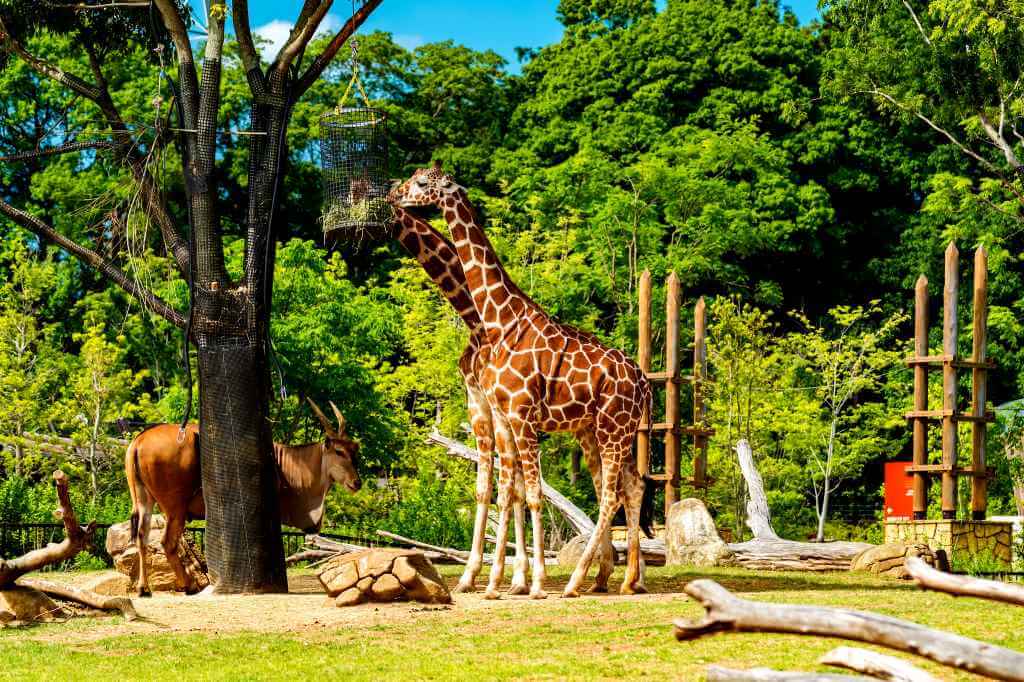 The 12 Most Fascinating Zoos In The World 2022 - WOW Travel