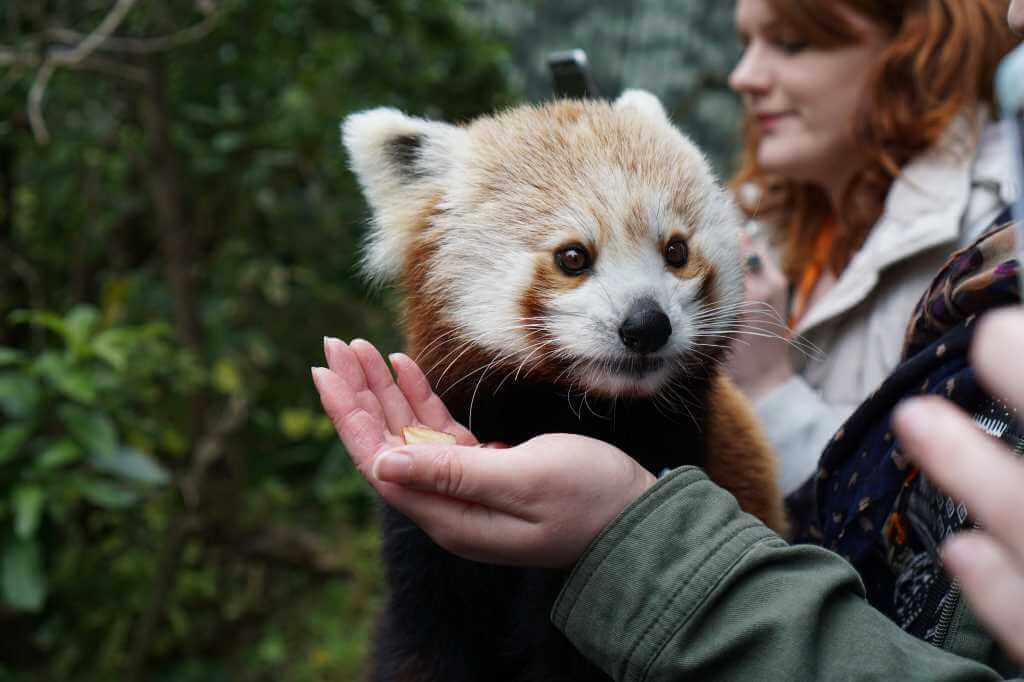 The 12 Most Fascinating Zoos In The World 2024 WOW Travel