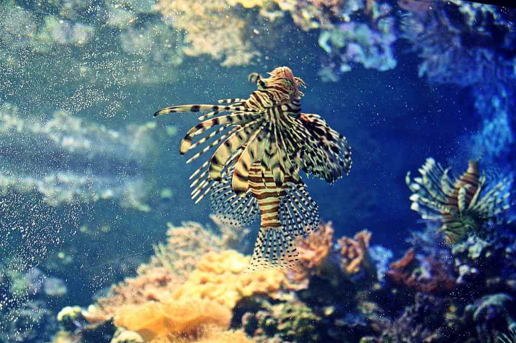 Coral Reef, Nauru - by Olle August / pixabay.com