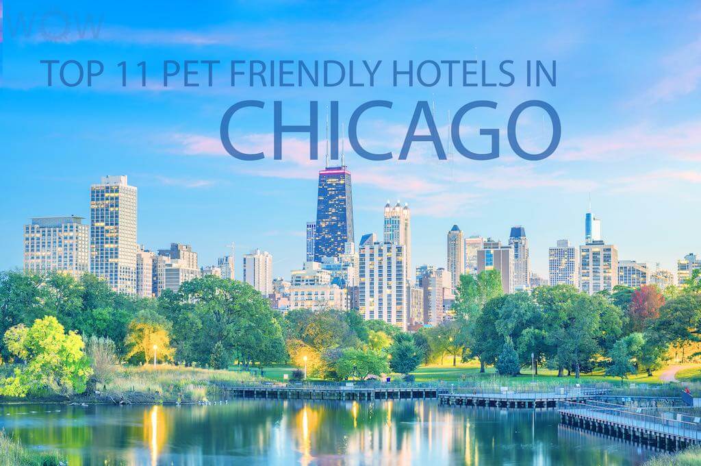 Top 11 Pet Friendly Hotels In Chicago