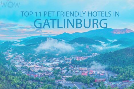Top 11 Pet Friendly Hotels In Gatlinburg TN