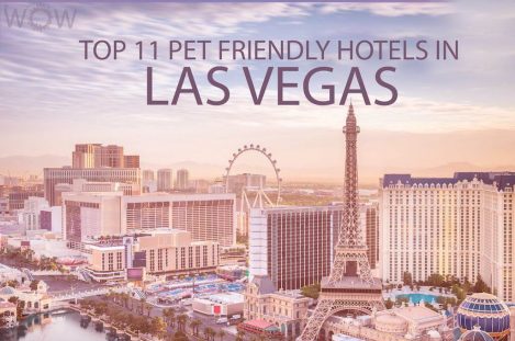 Top 11 Pet Friendly Hotels In Las Vegas