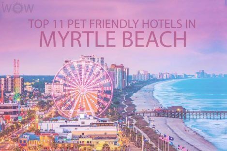 Top 11 Pet Friendly Hotels In Myrtle Beach