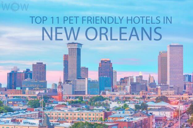 Top 11 Pet Friendly Hotels In New Orleans