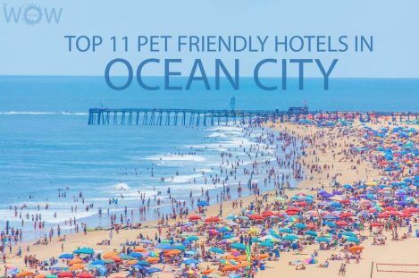 Top 11 Pet Friendly Hotels In Ocean City MD