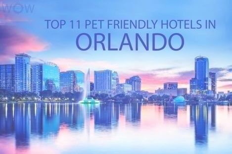 Top 11 Pet Friendly Hotels In Orlando