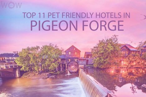 Top 11 Pet Friendly Hotels In Pigeon Forge