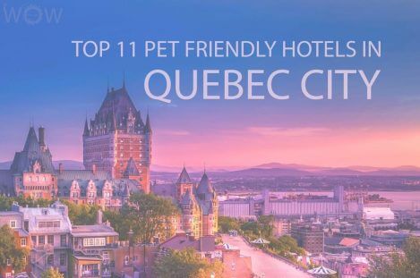 Top 11 Pet Friendly Hotels In Quebec City