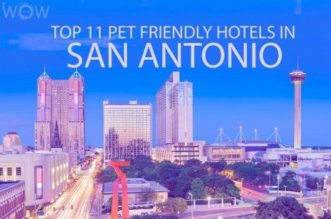 Top 11 Pet Friendly Hotels In San Antonio