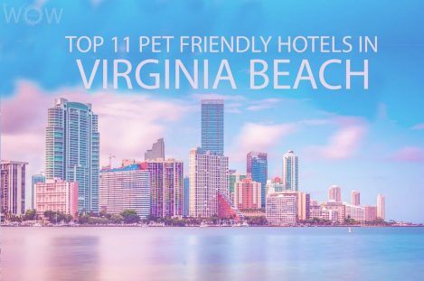 Top 11 Pet Friendly Hotels In Virginia Beach