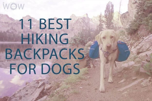 11 Best Hiking Backpacks For Dogs