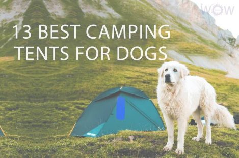 13 Best Camping Tents For Dogs