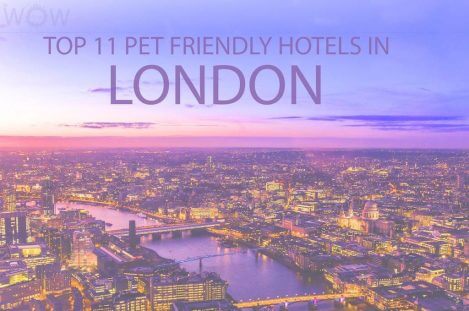 Top 11 Pet Friendly Hotels In London