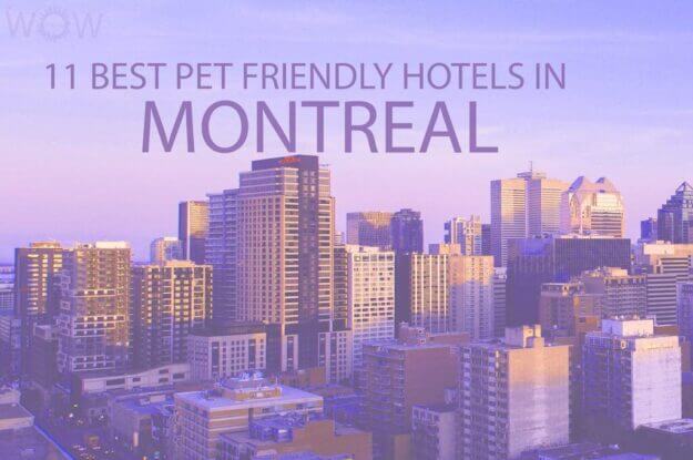Top 11 Pet Friendly Hotels In Montreal