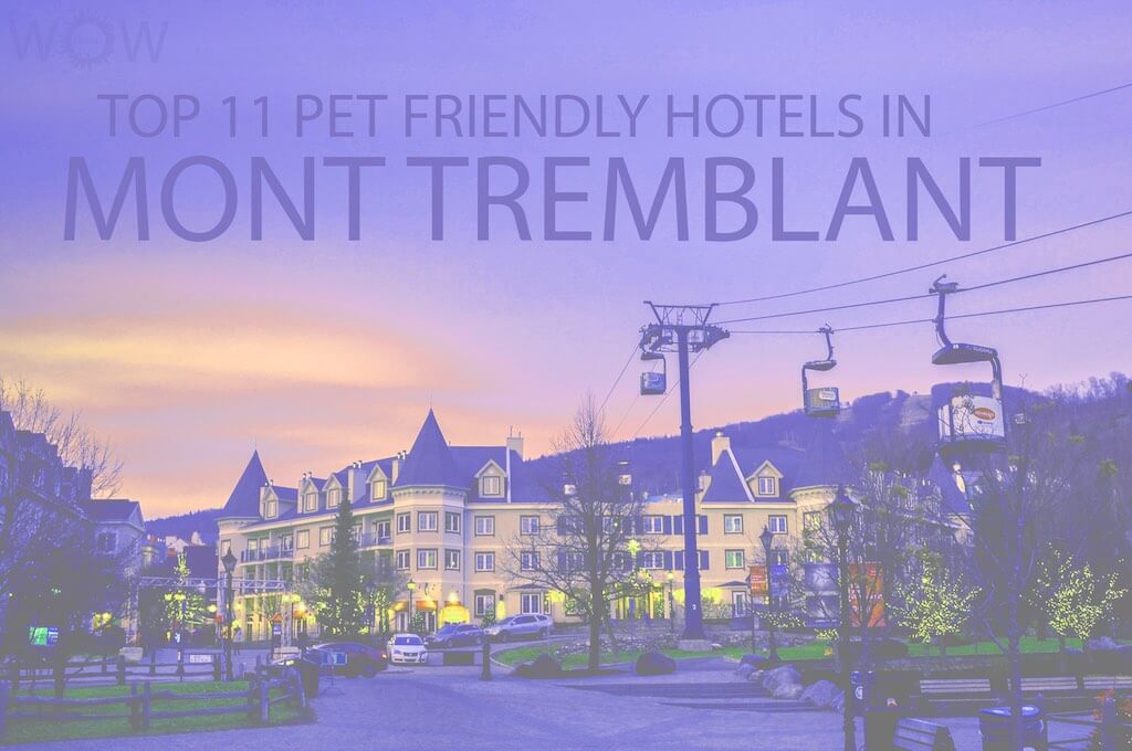 Top 11 Pet Friendly Hotels Mont in Tremblant
