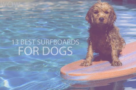 13 Best Surfboards for Dogs