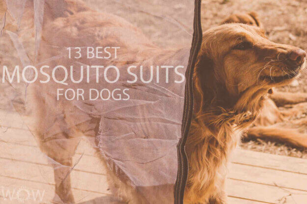 13 Best Mosquito Suits For Dogs