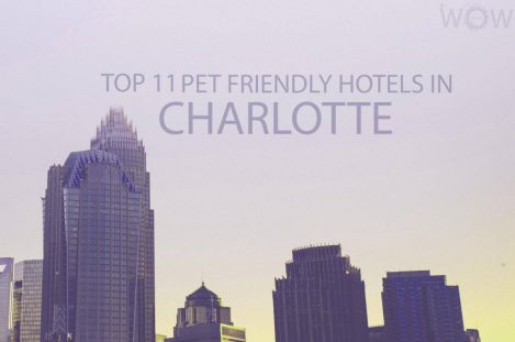 Top 11 Pet Friendly Hotels In Charlotte, North Carolina