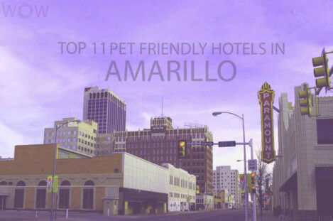 Top 11 Pet Friendly Hotels in Amarillo