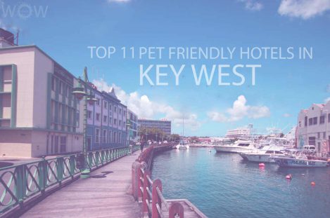 Top 11 Pet Friendly Hotels in Key West