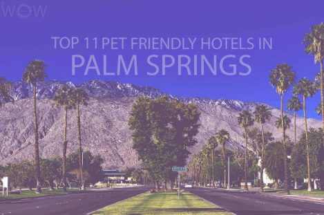 Top 11 Pet Friendly Hotels in Palm Springs