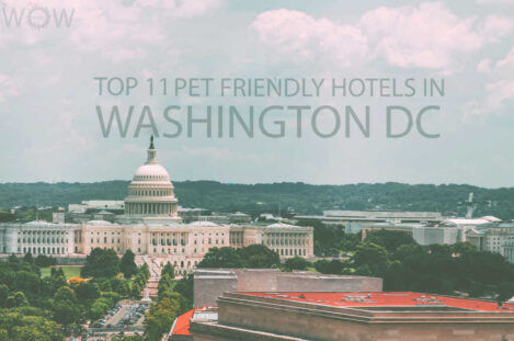 Los 11 Mejores Hoteles que Admiten Mascotas en Washington DC