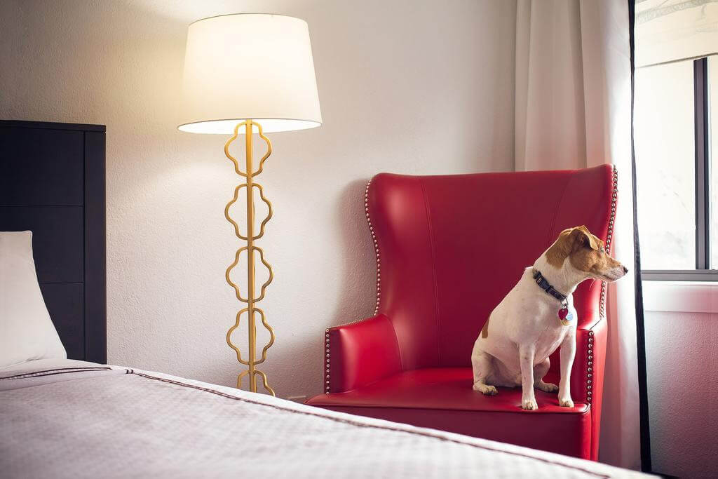 Top 11 Pet Friendly Hotels In Washington DC 2024 WOW Travel