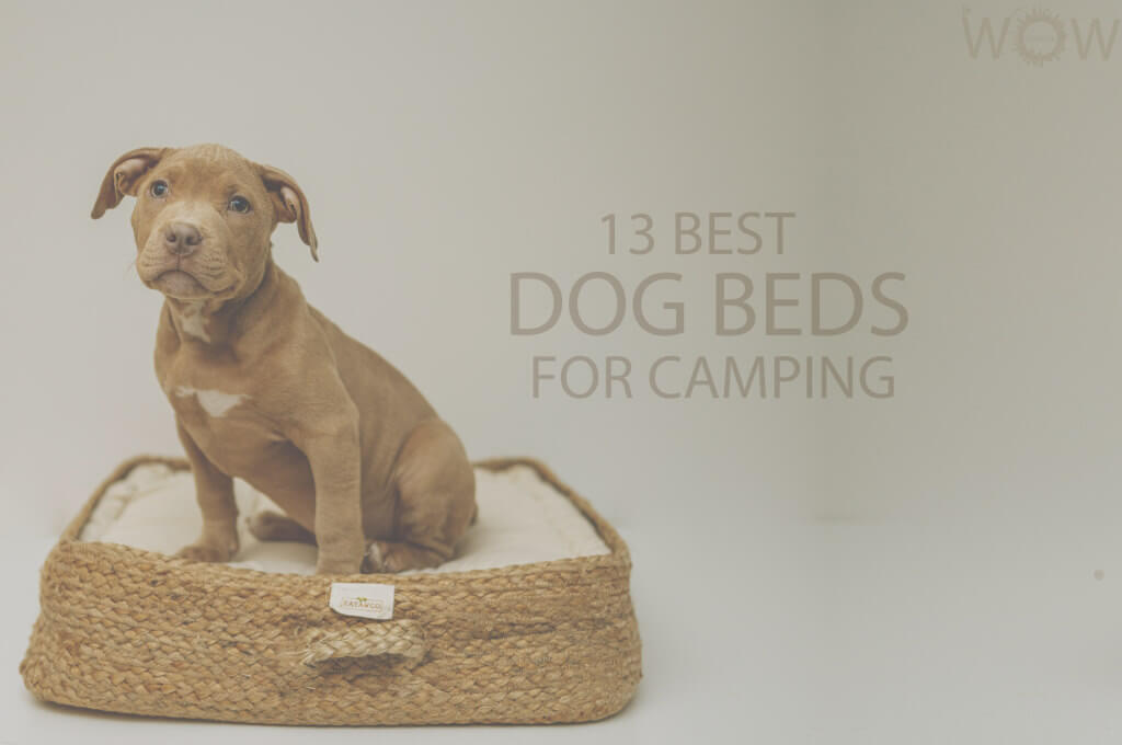 13 Best Dog Beds for Camping