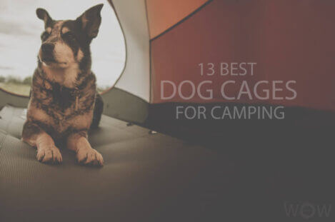 13 Best Dog Cages for Camping