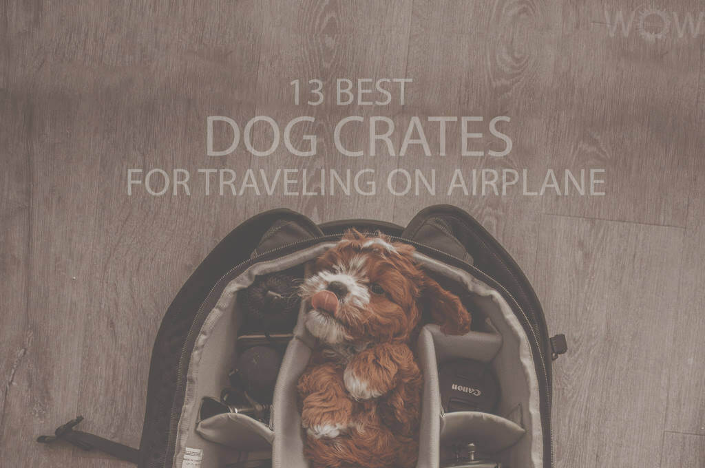 13 Best Dog Crates for Traveling on Airplane