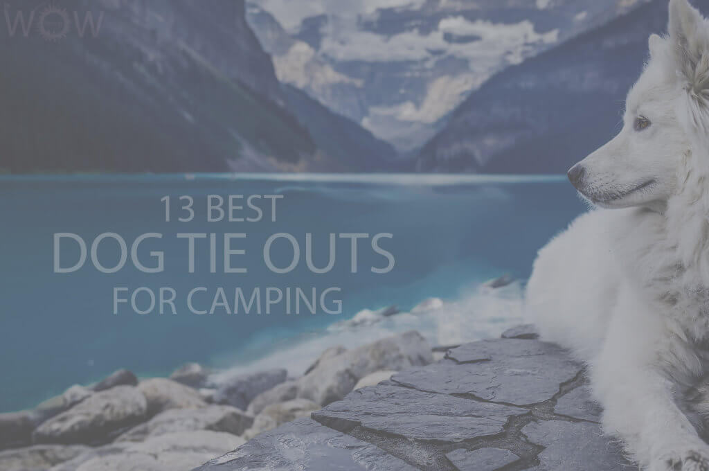 13 Best Dog Tie Outs for Camping