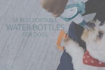 13 Best Portable Water Bottles for Dogs