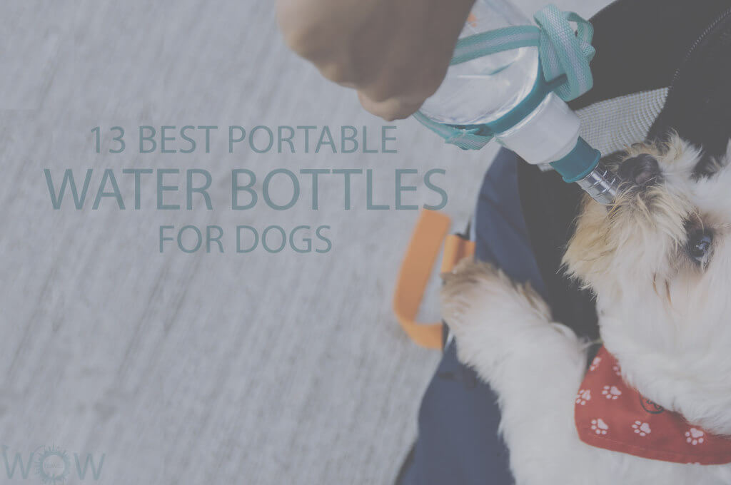 13 Best Portable Water Bottles for Dogs