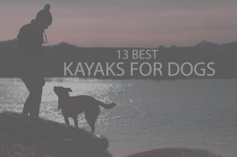13 Best Kayaks for Dogs