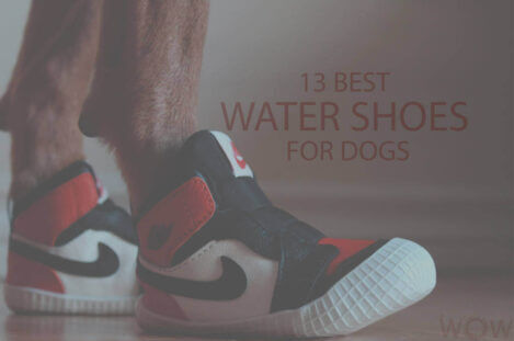 13 Best Water Shoes for Dogs