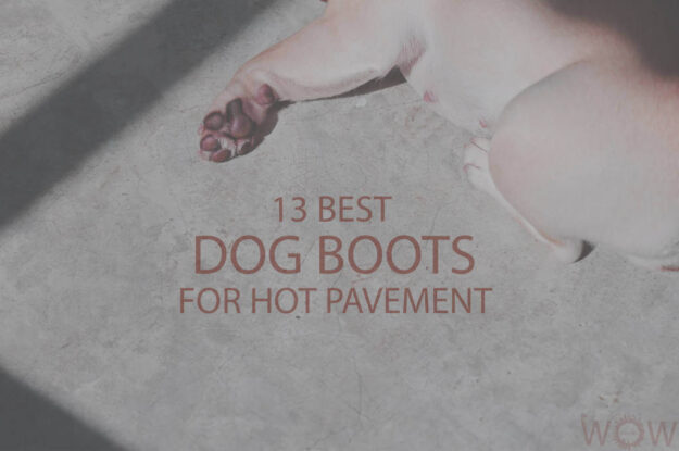 13 Best Dog Boots For Hot Pavement