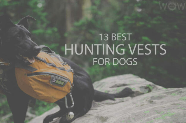 13 Best Hunting Vests For Dogs
