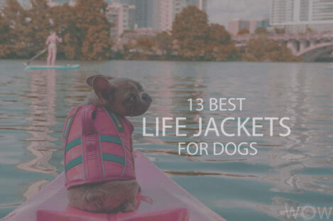 13 Best Life Jackets For Dogs