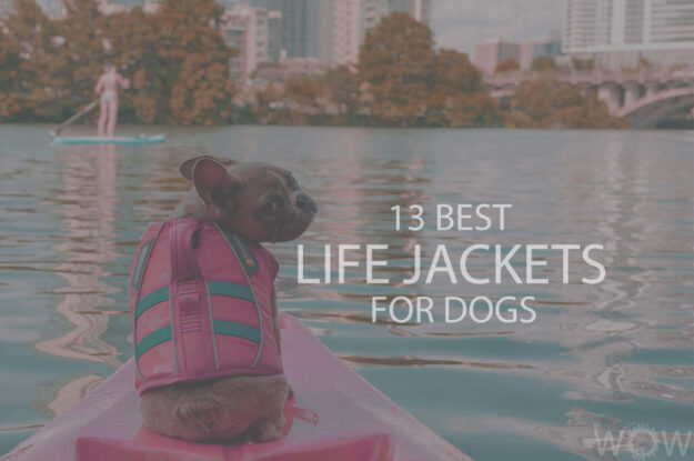 13 Best Life Jackets For Dogs