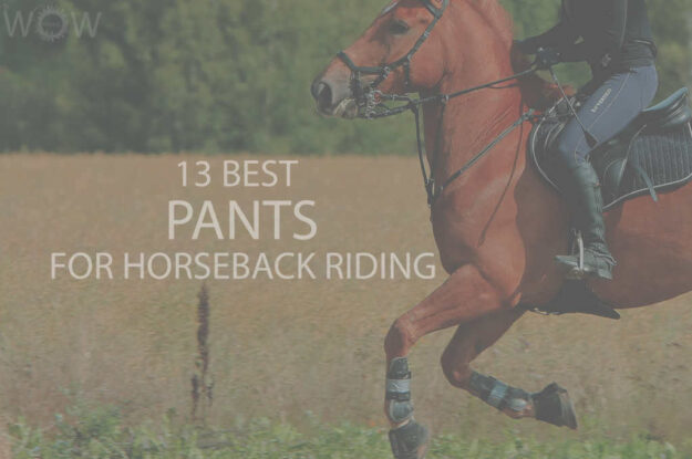 13 Best Pants for Horseback Riding