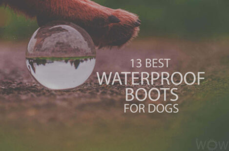 13 Best Waterproof Boots For Dogs