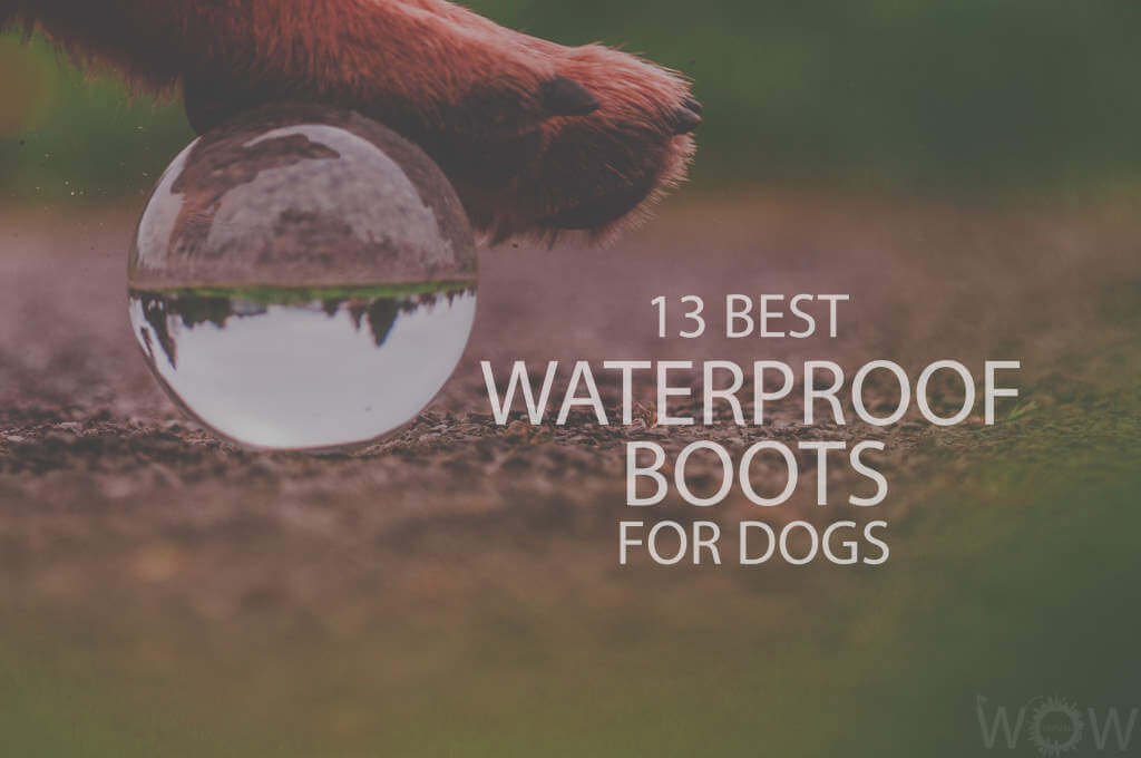 13 Best Waterproof Boots For Dogs