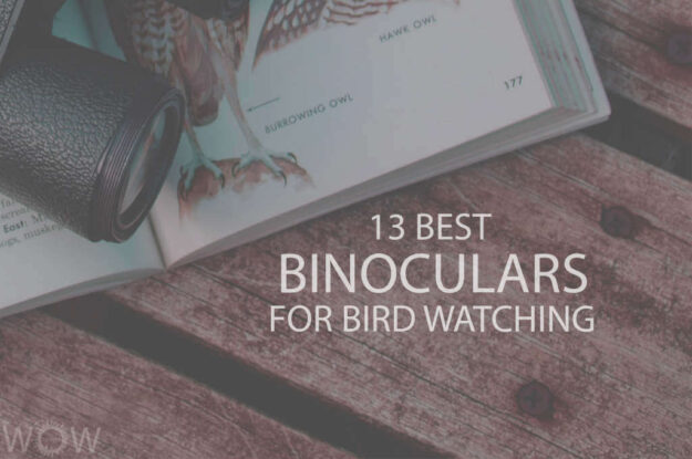13 Best Binoculars For Bird Watching